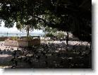 DSCN0017 * Park with thousands of pidgeons...we tried not  to disturb them since we didn't have umbrellas! * 2560 x 1920 * (966KB)