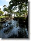 DSCN0076 * Tempermental geese and swans. * 1920 x 2560 * (1.05MB)